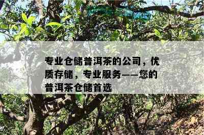 专业仓储普洱茶的公司，优质存储，专业服务——您的普洱茶仓储首选