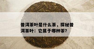 普洱茶叶是什么茶，探秘普洱茶叶：它属于哪种茶？