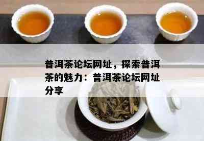 普洱茶论坛网址，探索普洱茶的魅力：普洱茶论坛网址分享