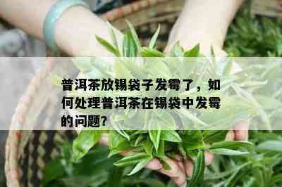 普洱茶放锡袋子发霉了，如何处理普洱茶在锡袋中发霉的问题？