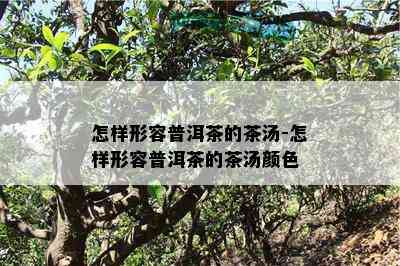 怎样形容普洱茶的茶汤-怎样形容普洱茶的茶汤颜色