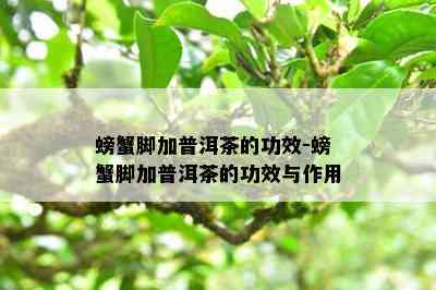 螃蟹脚加普洱茶的功效-螃蟹脚加普洱茶的功效与作用