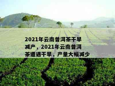 2021年云南普洱茶干旱减产，2021年云南普洱茶遭遇干旱，产量大幅减少