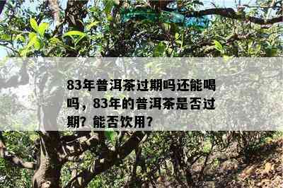 83年普洱茶过期吗还能喝吗，83年的普洱茶是否过期？能否饮用？