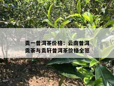 贡一普洱茶价格：云南普洱贡茶与贡轩普洱茶价格全览