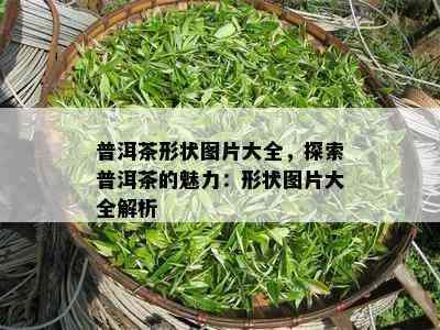 普洱茶形状图片大全，探索普洱茶的魅力：形状图片大全解析