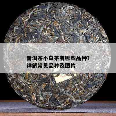 普洱茶小白茶有哪些品种？详解常见品种及图片