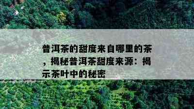 普洱茶的甜度来自哪里的茶，揭秘普洱茶甜度来源：揭示茶叶中的秘密