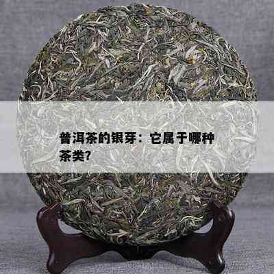 普洱茶的银芽：它属于哪种茶类？