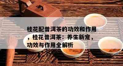 桂花配普洱茶的功效和作用，桂花普洱茶：养生新宠，功效与作用全解析