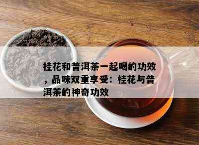 桂花和普洱茶一起喝的功效，品味双重享受：桂花与普洱茶的神奇功效