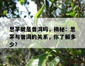 思茅就是普洱吗，揭秘：思茅与普洱的关系，你了解多少？