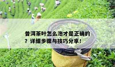 普洱茶叶怎么泡才是正确的？详细步骤与技巧分享！