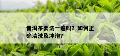 普洱茶要洗一遍吗？如何正确清洗及冲泡？