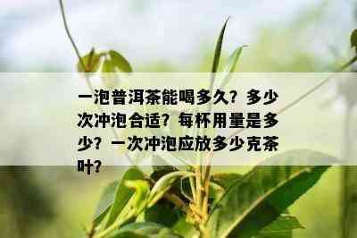 一泡普洱茶能喝多久？多少次冲泡合适？每杯用量是多少？一次冲泡应放多少克茶叶？