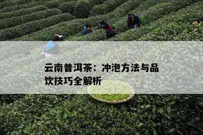 云南普洱茶：冲泡方法与品饮技巧全解析