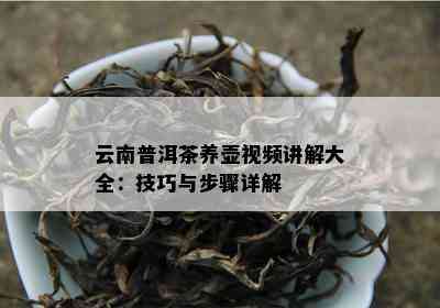 云南普洱茶养壶视频讲解大全：技巧与步骤详解