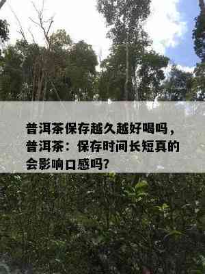 普洱茶保存越久越好喝吗，普洱茶：保存时间长短真的会影响口感吗？