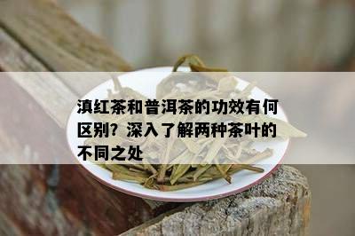 滇红茶和普洱茶的功效有何区别？深入了解两种茶叶的不同之处