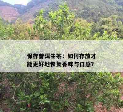 保存普洱生茶：如何存放才能更好地恢复香味与口感？