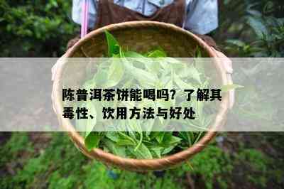 陈普洱茶饼能喝吗？了解其性、饮用方法与好处