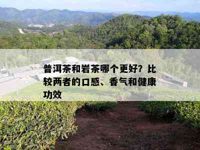 普洱茶和岩茶哪个更好？比较两者的口感、香气和健康功效