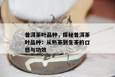 普洱茶叶品种，探秘普洱茶叶品种：从熟茶到生茶的口感与功效