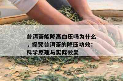 普洱茶能降高血压吗为什么，探究普洱茶的降压功效：科学原理与实际效果