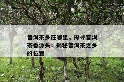 普洱茶乡在哪里，探寻普洱茶香源头：揭秘普洱茶之乡的位置