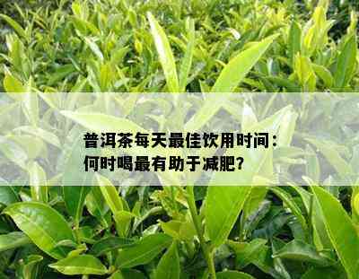 普洱茶每天更佳饮用时间：何时喝最有助于减肥？