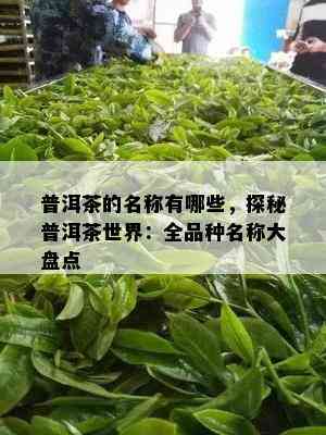 普洱茶的名称有哪些，探秘普洱茶世界：全品种名称大盘点