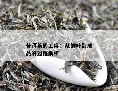 普洱茶的工序：从鲜叶到成品的过程解析