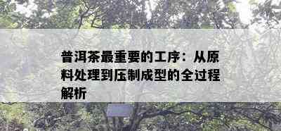 普洱茶最重要的工序：从原料处理到压制成型的全过程解析