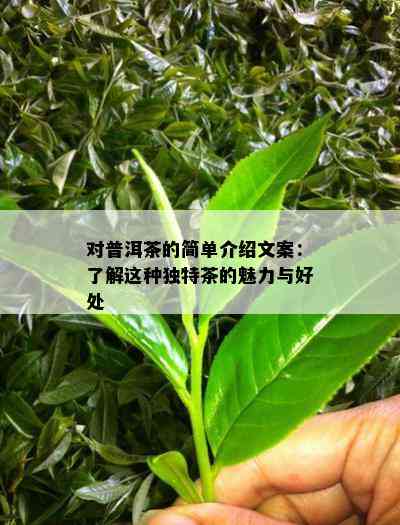 对普洱茶的简单介绍文案：了解这种独特茶的魅力与好处