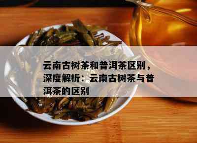 云南古树茶和普洱茶区别，深度解析：云南古树茶与普洱茶的区别