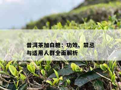 普洱茶加白糖：功效、禁忌与适用人群全面解析