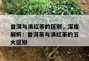 普洱与滇红茶的区别，深度解析：普洱茶与滇红茶的五大区别