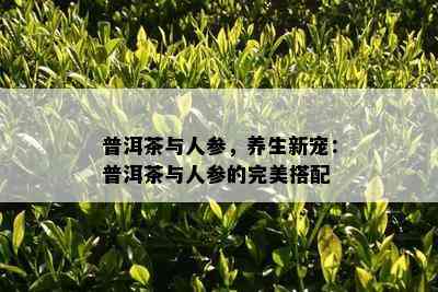 普洱茶与人参，养生新宠：普洱茶与人参的完美搭配