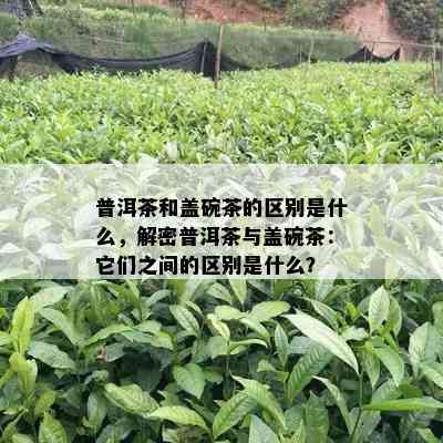 普洱茶和盖碗茶的区别是什么，解密普洱茶与盖碗茶：它们之间的区别是什么？