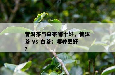 普洱茶与白茶哪个好，普洱茶 vs 白茶：哪种更好？