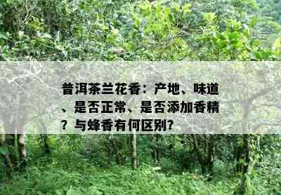 普洱茶兰花香：产地、味道、是否正常、是否添加香精？与蜂香有何区别？