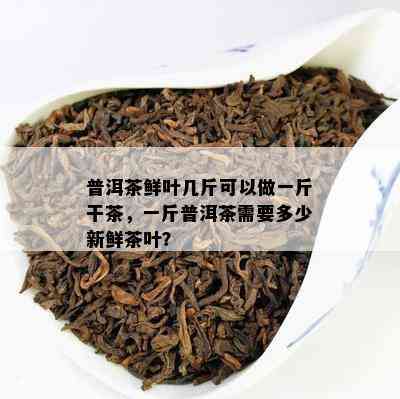 普洱茶鲜叶几斤可以做一斤干茶，一斤普洱茶需要多少新鲜茶叶？