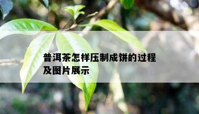 普洱茶怎样压制成饼的过程及图片展示