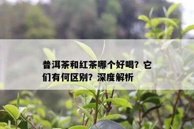 普洱茶和红茶哪个好喝？它们有何区别？深度解析