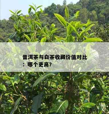 普洱茶与白茶收藏价值对比：哪个更高？