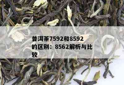 普洱茶7592和8592的区别：8562解析与比较