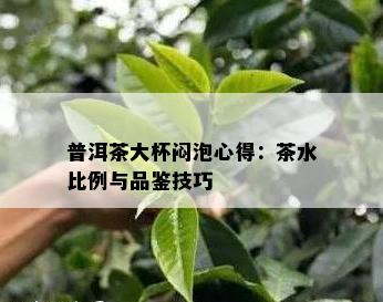 普洱茶大杯闷泡心得：茶水比例与品鉴技巧