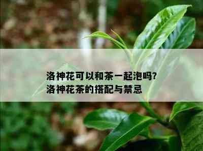 洛神花可以和茶一起泡吗？洛神花茶的搭配与禁忌