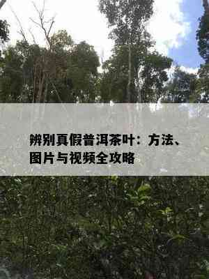 辨别真假普洱茶叶：方法、图片与视频全攻略