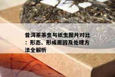 普洱茶茶虫与纸虫图片对比：形态、形成原因及处理方法全解析